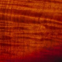 StingRay HH Maple Top